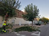 Arranca la poda de cerca de 20.000 moreras en las pedanas y el casco urbano de Murcia