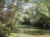 Medio Ambiente aporta especies autctonas para repoblar los mrgenes del ro Segura y favorecer la colonizacin del bosque de ribera