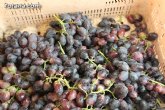 Las exportaciones de uva de la Regin crecen un 32 por ciento en los ltimos cinco años