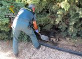 La Guardia Civil esclarece el uso ilcito de veneno en un coto de caza de Moratalla