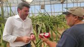 Introducen en Murcia cultivos de frutas de gran valor comercial como la pitaya o fruta del dragn