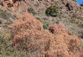 Pinos secos en Sierra Espuña