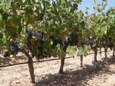 La Comunidad participa en un proyecto nacional para la obtención de la ´huella dactilar´ del vino