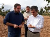 Agricultura destina 80.000 euros a ayudas para el cultivo del pistacho ecolgico