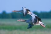 Únete al dran Día Mundial de Observación de Aves el 12 de octubre