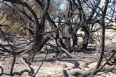 Bofetn al medio ambiente en Marina de Cope