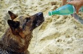 Principales recomendaciones para el verano con nuestras mascotas