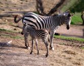 Terra Natura Murcia recibi ms de 245.000 visitantes durante el ltimo año