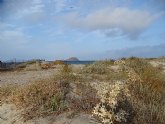 ANSE recuerda que no toda la Naturaleza est perdida en La Manga