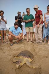 Recuperan y liberan 33 ejemplares de tortuga boba en los últimos diez años