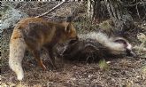 Explican por primera vez por qu los mamferos carnvoros evitan el consumo de carroñas de otros carnvoros como estrategia frente a la transmisin de patgenos