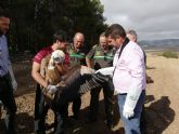 Liberado el quinto ejemplar de buitre leonado de este año tras ser atendido en el Centro de Recuperacin de Fauna Silvestre