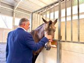 La Feria del Caballo Cruzado de Lorca se celebrar el 21 y 22 de octubre en el Recinto Ferial del Huerto de La Rueda