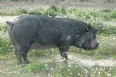 Agricultura celebra el lunes la X jornada de degustacin de derivados de razas animales autctonas de la Regin de Murcia