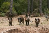 La Comunidad utilizará sensores conectados a cámaras fotográficas en el campo para determinar la densidad de población del jabalí