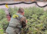 La Guardia Civil desmantela en Los Alczares un invernadero dedicado al cultivo intensivo de marihuana