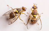 Portugal detecta Xylella en ctricos por primera vez en la UE y en Italia se consolida el foco de Mosca oriental