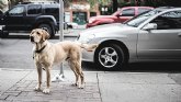 Babyauto desarrolla el primer cinturn de seguridad para perros y hace ms seguros los viajes en familia