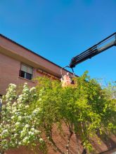 Lorca se convierte en 'territorio vencejo' con la campaña de revisión de cajas nido Lorca se convierte en 'territorio vencejo' con la campaña de revisión de cajas nido