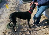 La Guardia Civil investiga a un vecino de Jumilla por caza furtiva de liebres La Guardia Civil investiga a un vecino de Jumilla por caza furtiva de liebres