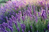 El festival de la floración de la lavanda ´Lalavand´ llenará Moratalla de actividades culturales, gastronómicas y de naturaleza este verano