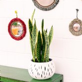 7 plantas must have para decorar terrazas y balcones en verano y como cuidarlas