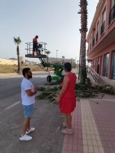 El Ayuntamiento de Puerto Lumbreras inicia la campaña de poda de palmeras en el municipio