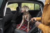 Cómo viajar con perros en coche: el 50% de conductores desconoce la regulación al respecto