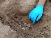 Una segunda tortuga boba nidifica y poner 117 huevos en la playa Negrete del Parque Regional de Calblanque