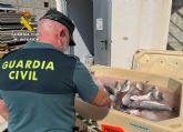 La Guardia Civil detiene a los presuntos autores de sustraer lubinas en una piscifactora de guilas