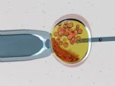 MARGen: El coronavirus no debe frenar la reproduccin asistida, pero s retrasar el embarazo