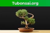 Tu bonsai inaugura su web con una estupenda seleccin de Bonsais y herramientas