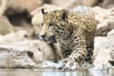 Los animales de Loro Parque dan la bienvenida al verano