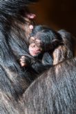 Nace una cra de chimpanc en Loro Parque