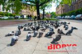 Biopyc lleva a cabo un control de aves en Fraga