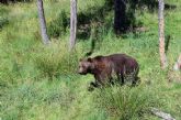 El Hotel Esquirol recomienda el Parc d'animals dels Angles, una actividad ideal para realizar en familia