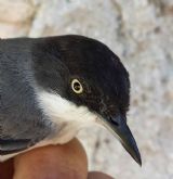 Estacin de anillamiento cientfico de aves Hortensis en Torremocha de Jadraque