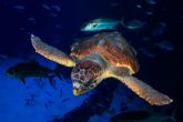 Una tortuga encontrada en estado crtico se recupera en Poema del Mar antes de ser devuelta al mar