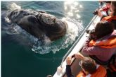 Pennsula Valds, el encanto de las ballenas australes