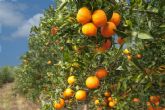 La Junta difunde la excelencia de la 'Naranja de Andaluca' y los beneficios de su consumo