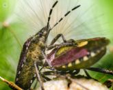 La Unidad de la Mujer del Ruber Internacional explica qu es y cmo puede afectar la enfermedad de Chagas