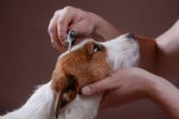 Cachorros del Valle, un centro especializado en la atencin de los parsitos en perros