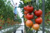 Los invernaderos solares, modelo de produccin clave para la soberana alimentaria de la UE