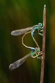 Los amantes del mundo de la entomologa tienen una cita en Cogolludo de la mano de SEACAM