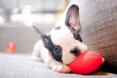 La importancia de adquirir un cachorro sano es responsabilidad de todos, segn Tienda Cachorro