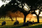 ?Cules son las claves para diferenciar el cerdo ibrico del cerdo ibrico de bellota?