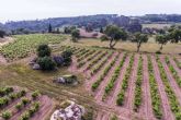 Los vinos de Vinric, la bodega situada en Calonge