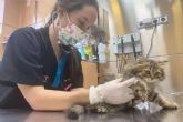 Los consejos del Hospital Veterinario El Bosque para prevenir el sndrome del gato paracaidista