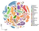 El BGI completa el primer atlas transcriptmico unicelular del cuerpo entero de un cerdo del mundo