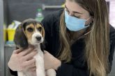 La importancia de proteger a las mascotas del calor durante el verano, por Hospital Veterinario El Bosque